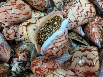 Ốc giác
