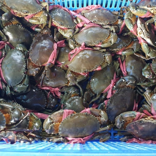 Cua biển Thịt